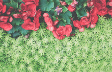 Green Natural Leaves Plant & Red Begonia Flower. Nature Texture Background