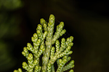 Wall Mural - Conifer of the Family Cupressaceae