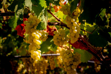  Horizontal View of Colored White and Red Grapes Plantation on Blurred Background