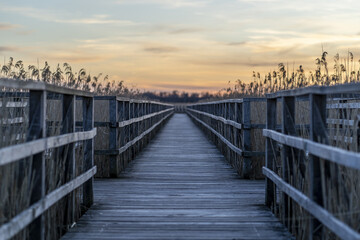 Sticker - Long wooden pier surrounded by grass during the sunset