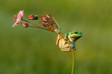 Little green frog Hyla arborea sits on a flower  by the lake  a summer morning