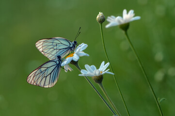 two butterflys Aporia cratagi  in the dew on a daisy in the early morning on a forest glade