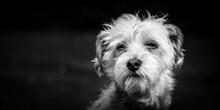 Close Up Eye Level Portrait Of A White Maltese Dog