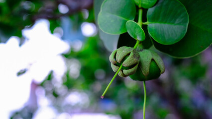 Sonneratia caseolaris or known as Firefly Mangrove, Red-flowered Pornupan Mangrove, or Mangrove Apple is an evergreen, tropical of thailand