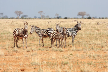 Wall Mural - zebras in the African savannah