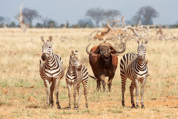 Wall Mural - zebras and buffalo in photographic pose