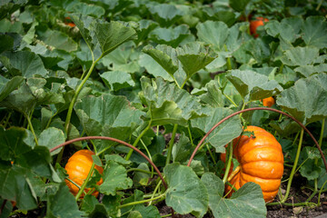 orange pumpkin patch