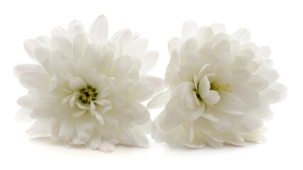 Wall Mural - Two white chrysanthemums.