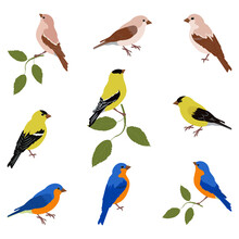 A Vector Illustration Of A Set Of Birds:eopsaltria, Chinese Blue Flycatcher, Oriole