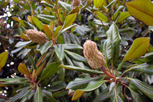 Macro Photography Of An Unopened Magnolia Bud. Magnolia Branch.