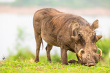 Fototapeta Sawanna - A warthog (Phacochoerus africanus) eating, Queen Elizabeth National Park, Uganda.