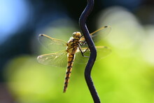 The Large Dragonfly Sits On An Iron Wire. Close-up. Blurred Light Background.