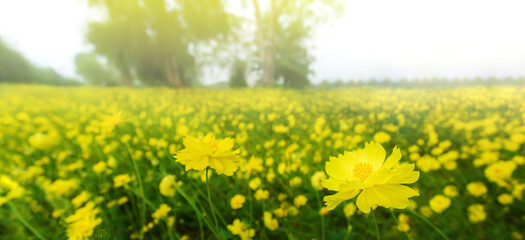 Wall Mural - Blooming yellow cosmos flowers fields at sunrise.