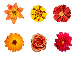 Poster - set of flower buds isolated on white background