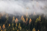 Fototapeta Na ścianę - autumn nature background forest in fog