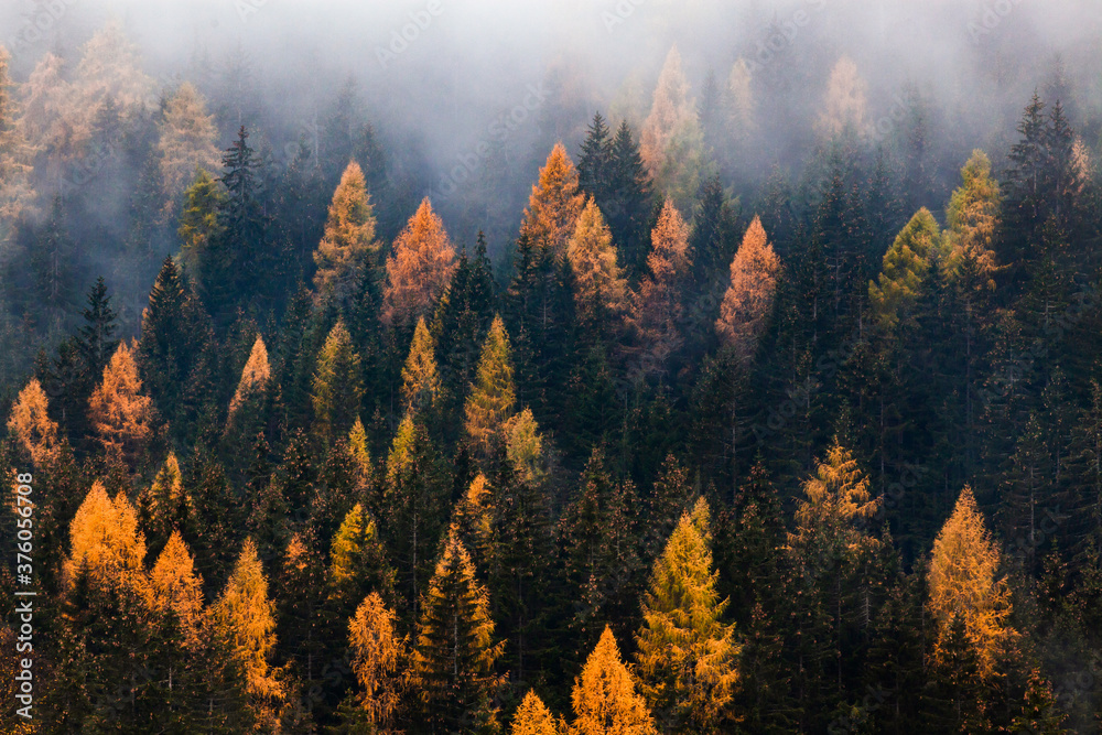 autumn nature background forest in fog - obrazy, fototapety, plakaty 
