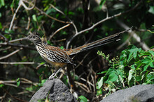 BIRDS- Guatemala- Extreme Close Up Of A Lesser Roadrunner