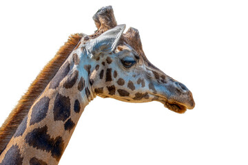 Closeup view of giraffe face . Portrait. Isolaten on white background.