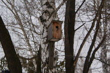 Old Birdhouse On A Tree