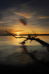 Wall Mural - Schöner Sonnenuntergang mit Baum im Wasser