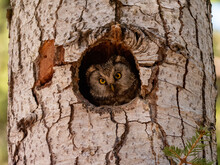 A Boreal Owl Looking At The Spruce Forest From Its Nest