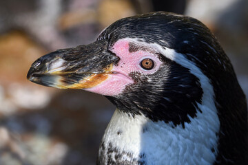 Sticker - Portrait of a Humboldt penguin (Spheniscus humboldti)