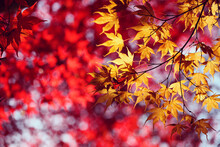 Japanese Maple Trees (acers) Of Red And Yellows Colours During Their Autumn Display, Surrey, UK