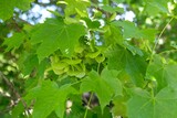 Fototapeta  - Bunch of fruits of Acer platanoides, also known as Norway maple. The fruit is a double samara with two winged seeds.