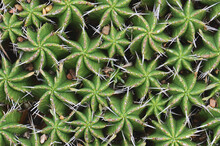 Striking Symmetry Of A Clump Of Pincushion Euphorbia Stems, Euphorbia Pulvinata, Family Euphorbiacieae, Viewed From Above. Succulent Plant Endemic To South Africa