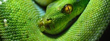 A Body Of The Green Tree Python Morelia Viridis Close-up. Portrait Art. Snake Skin, Natural Texture, Abstract, Graphic Resources. Environmental Conservation, Wildlife, Zoology, Herpetology