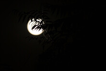Pisces Full Moon With A Silhouette Of A Staghorn Sumac Tree