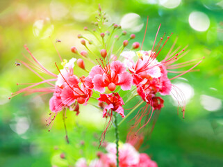 Wall Mural - Close-up   flowers blooming in the garden on bokeh background