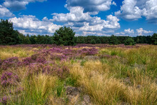 Heatlher Blooming Nature Scene In Weert The Netherlands On 2 September 2020