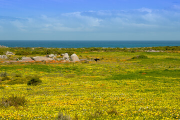 Wall Mural - orange wild flowers in nature reserve with sea