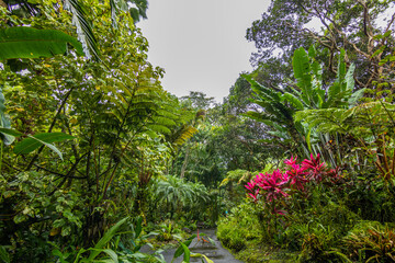 Wall Mural - Beautiful tropical park. Hawaii island 