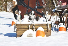 Three Pumpkins In A Wagon Free Stock Photo - Public Domain Pictures