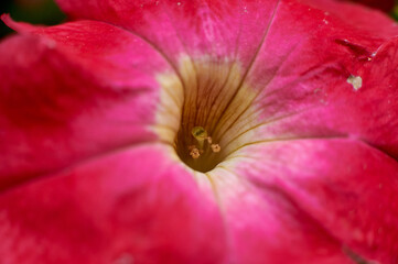 Wall Mural - red flower close-up at noon