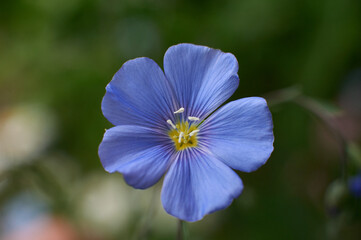 Wall Mural - blue flower close up at noon