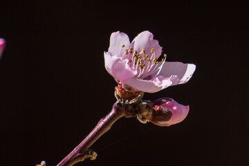 Pink Flower