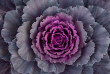 Ornamental Cabbage Close-up