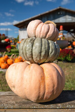 Pumpkins Stacked Free Stock Photo - Public Domain Pictures