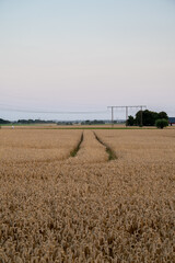 Wall Mural - Tractor tracks in agricultural field creates leading lines in the landscape in Skåne in southern Sweden