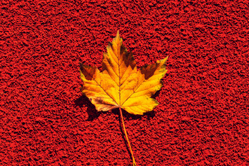 Wall Mural -  autumn leaf on the  background . Abstract background of leaf. The concept of leaf fall, autumn.Copy space