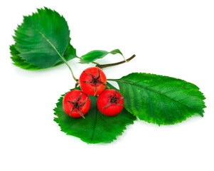 Wall Mural - Berries and leaves of hawthorn (Crataegus), also known as quickthorn, thornapple, May-tree, whitethorn or hawberry isolated on a white background.