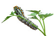 Swallowtail butterfly caterpillar underside on a parsley twig - Papilio machaon