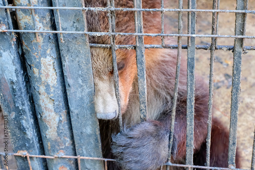 Fotomural Sad brown bear in an iron cage