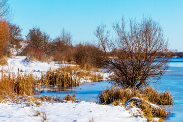 Wall Mural - Winter landscape with trees and dry reeds by the river