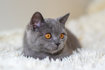 Wall Mural - Cute british shorthair blue kitten  Selective soft focus