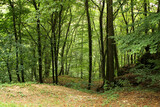 Fototapeta Na ścianę - a green forest with a lot of leaves on the ground