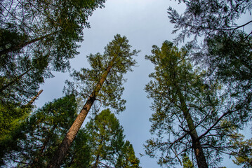 sugar pine point state park trees blue nature